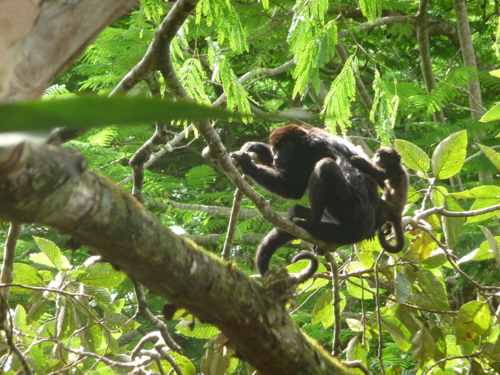 Topos Tree House Cahuita Esterno foto