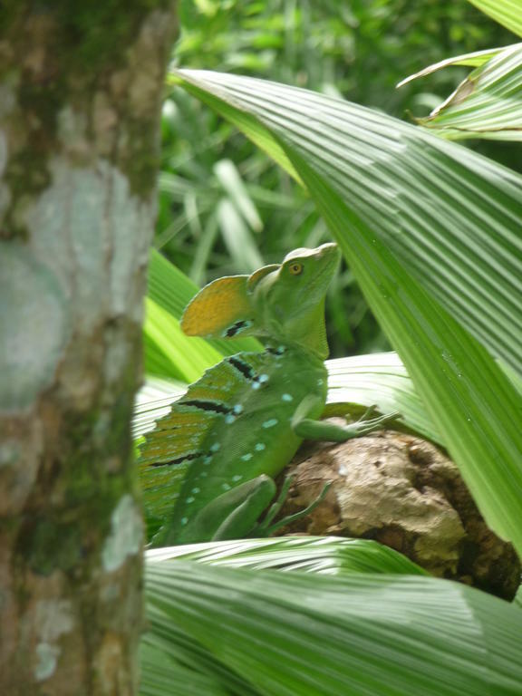 Topos Tree House Cahuita Esterno foto