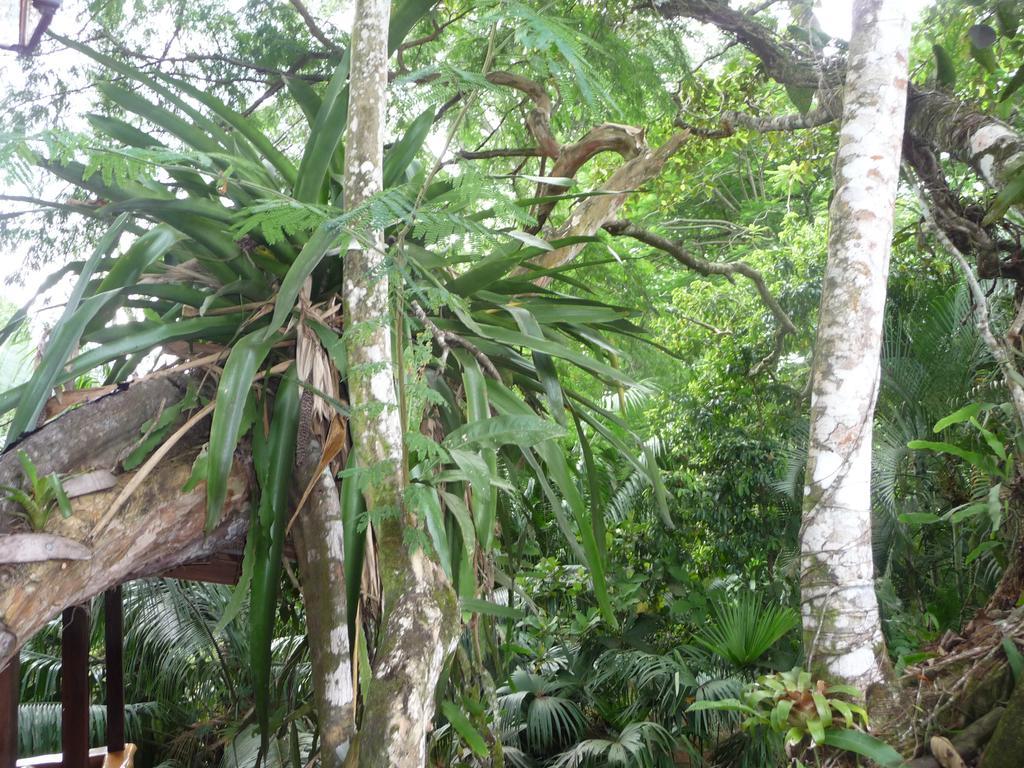 Topos Tree House Cahuita Esterno foto