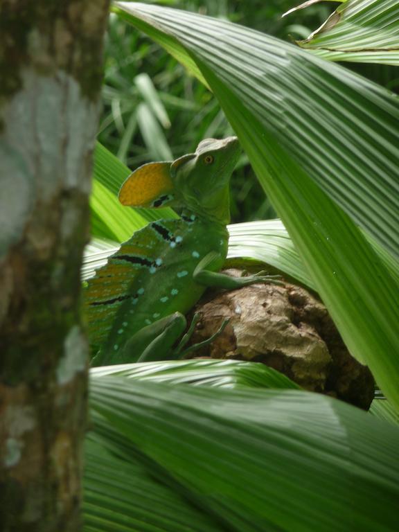 Topos Tree House Cahuita Esterno foto