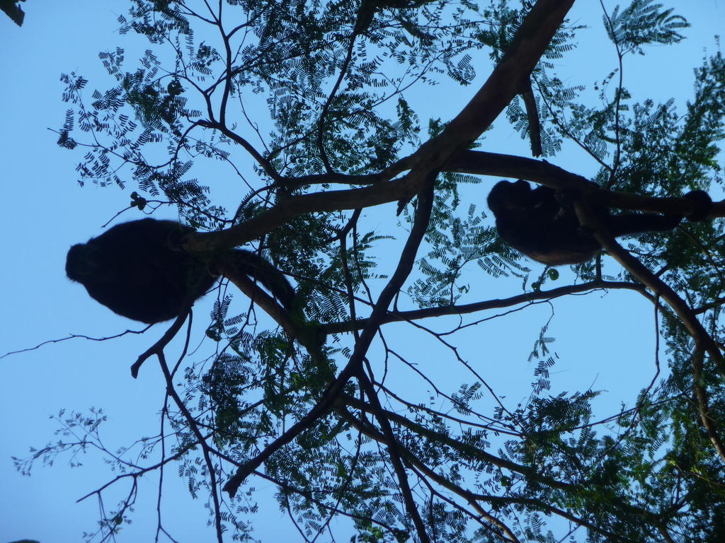 Topos Tree House Cahuita Esterno foto